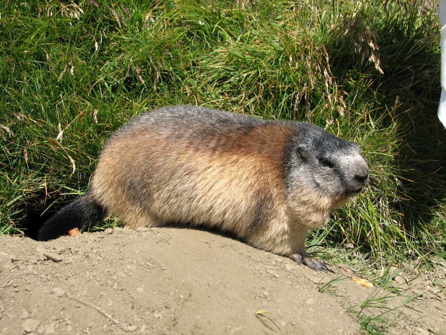 36-bis-marmotte