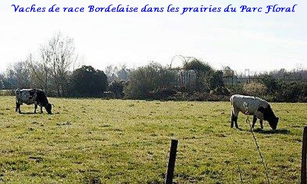 01 vache race bordelaise (2)