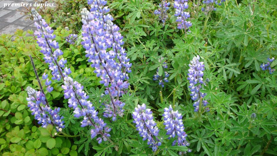 003 premiers lupins