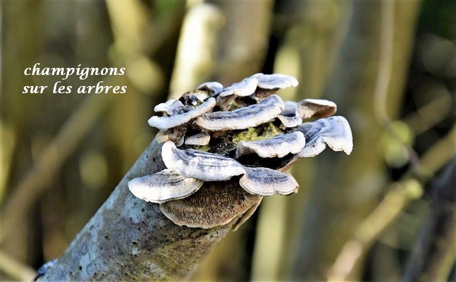 20 champignons sur les arbres